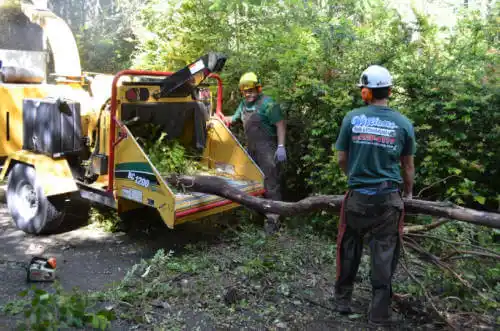 tree services Cynthiana